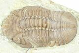 Bargain, Lochovella Trilobite - Black Cat Mountain, Oklahoma #362995-3